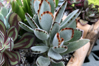Kalanchoe Tomentosa